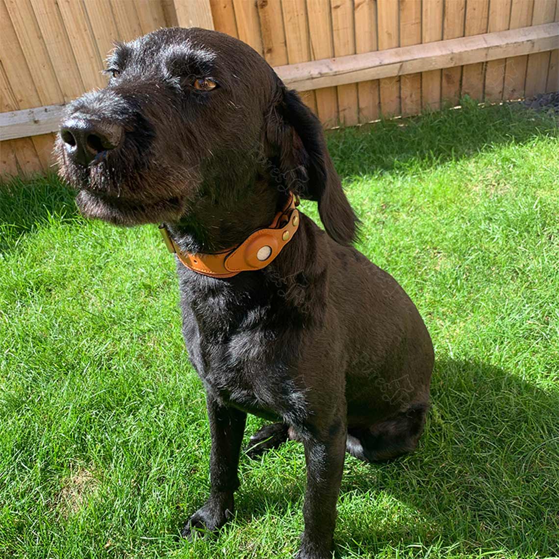 Genuine Leather Supple Dog Collar with Airtag Case - Brown - Image 7